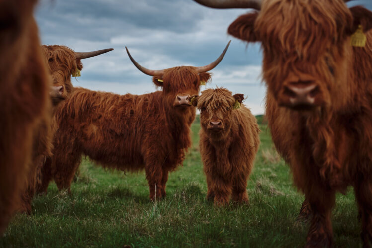 Scottish Highland Cattle Facts